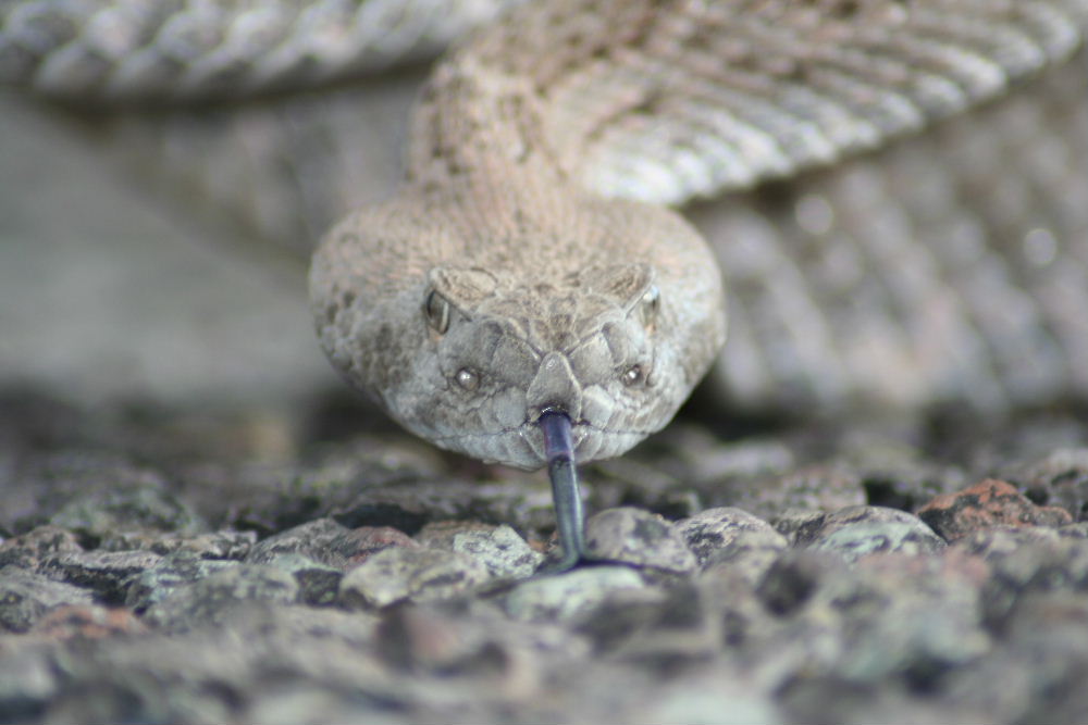 bluetongue2