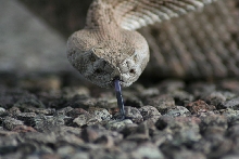 bluetongue