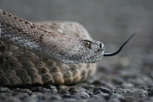 headside