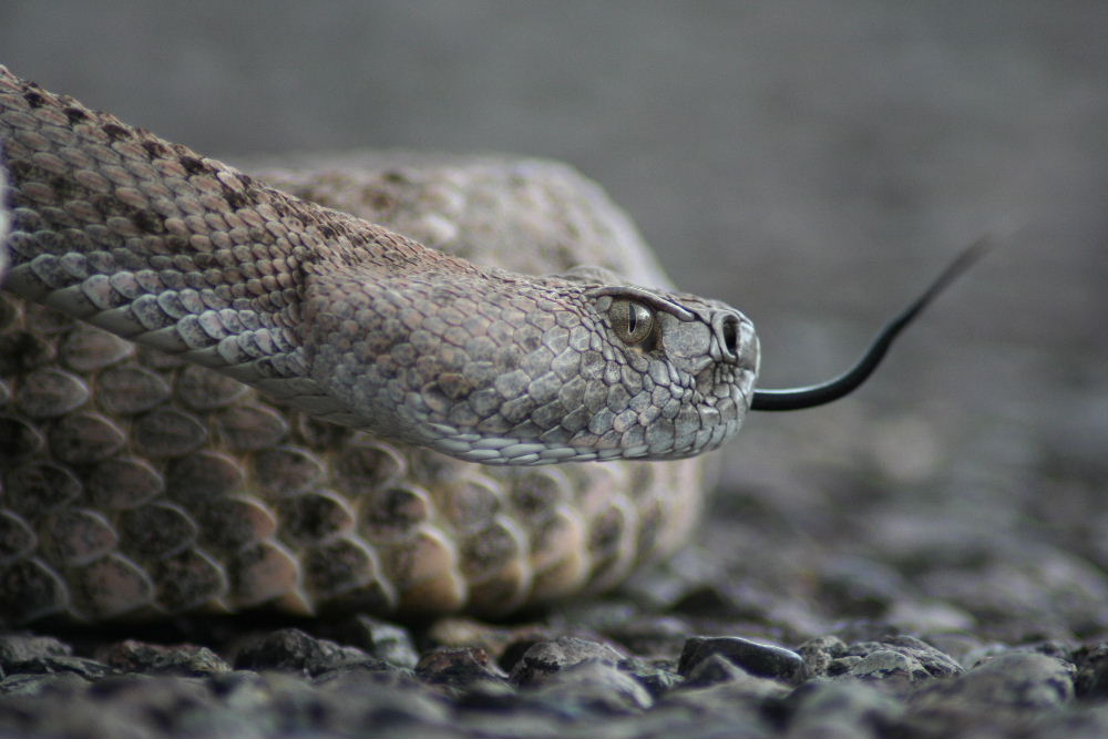 headside