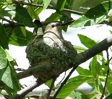 hummer