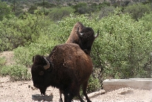 bison