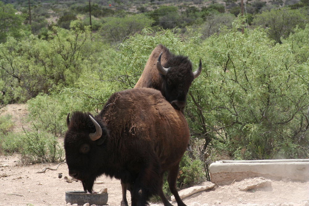 bison