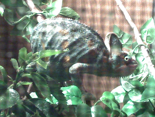Female Veiled Chameleon