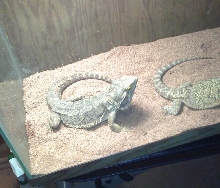 Bearded Dragon Pair