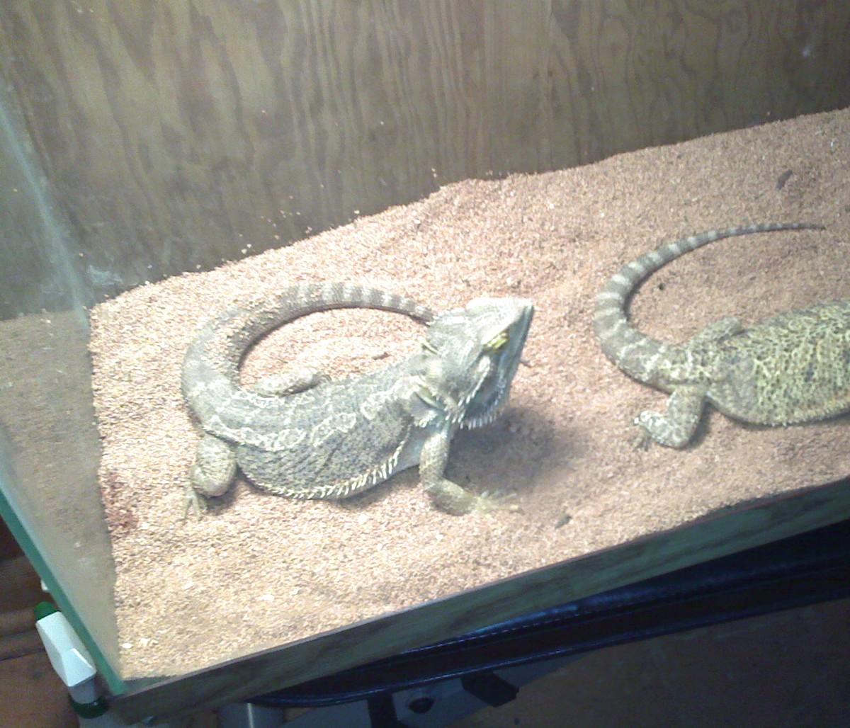 Bearded Dragon Pair