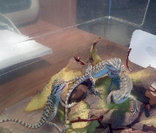 Baby Bearded Dragons Playing