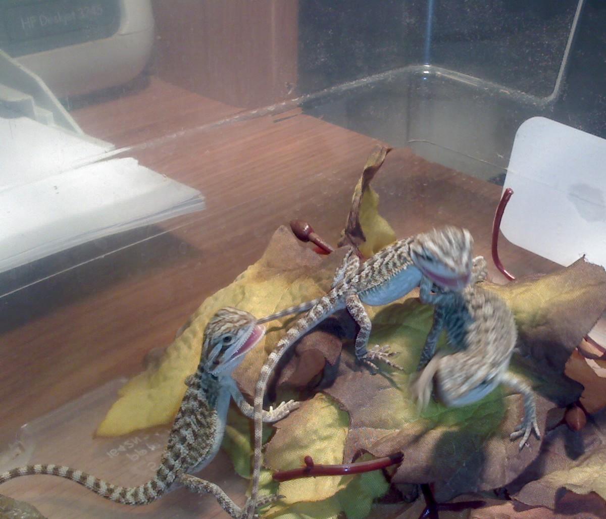 Baby Bearded Dragons Playing