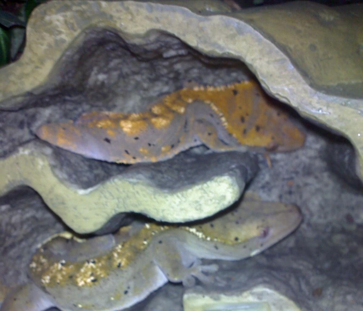 Crested Gecko Pair