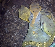 Three Headed Crested Gecko