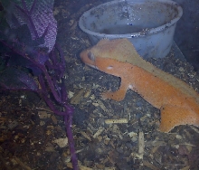 Orange Crested Gecko