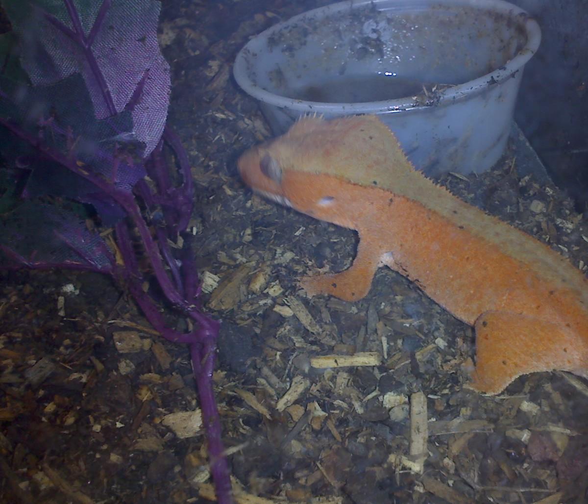 Orange Crested Gecko