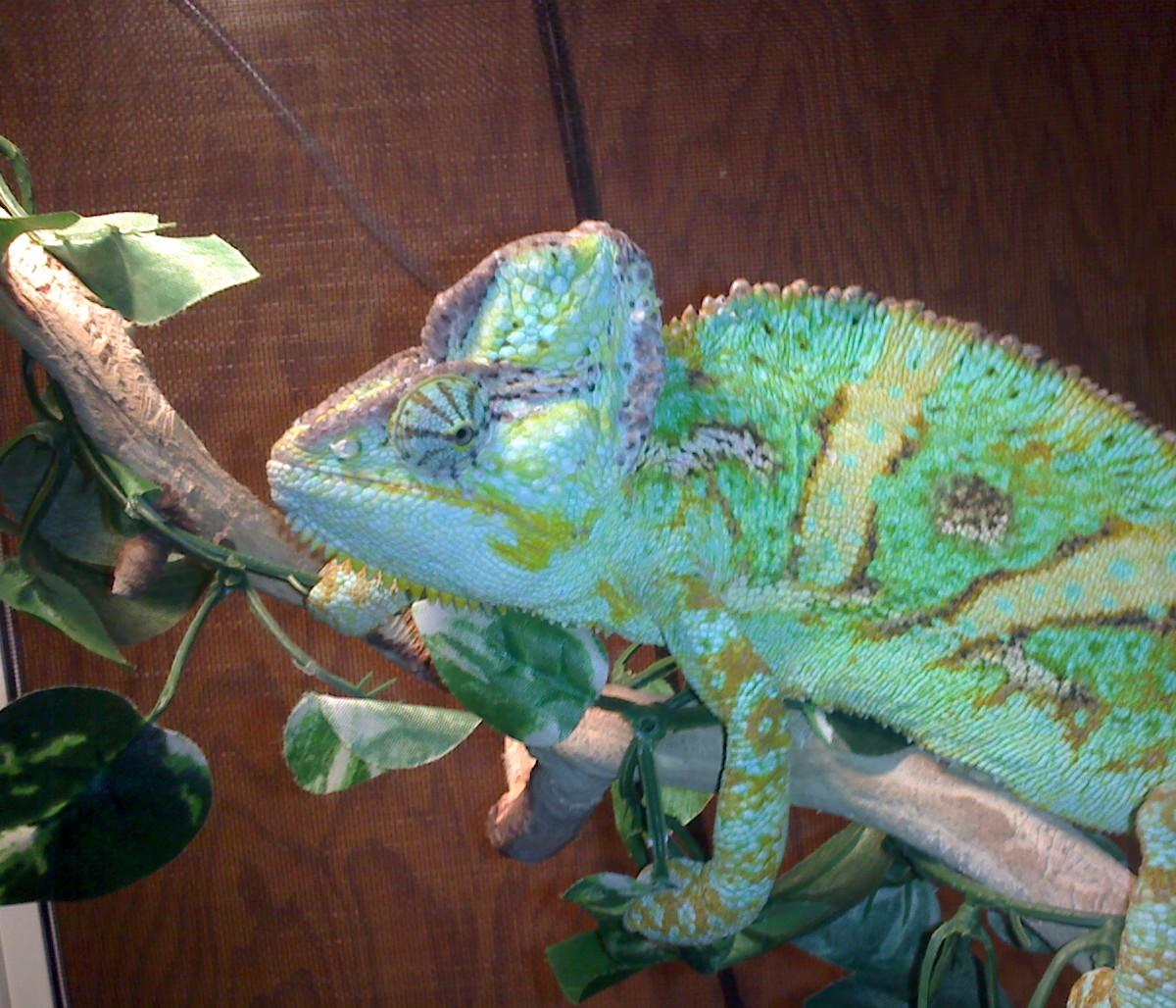 Male Veiled Chameleon