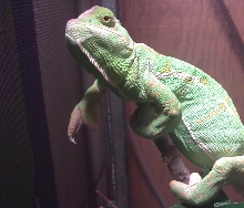 Female Veiled Chameleon