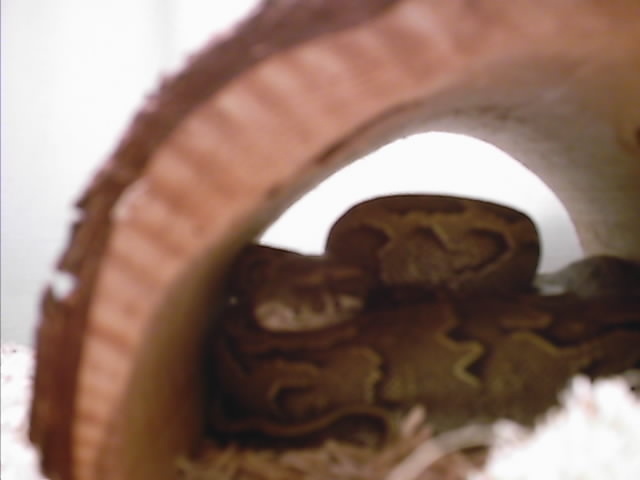 My Rock Python