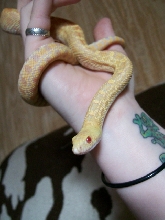 Charlie- Albino Bull
