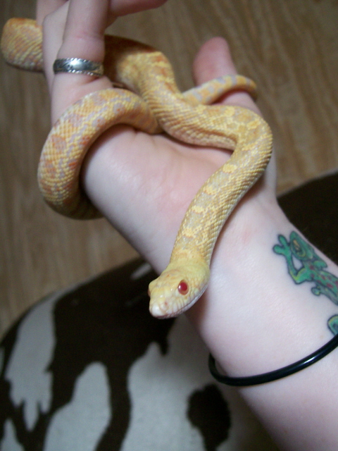 Charlie- Albino Bull