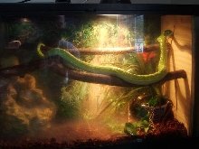 Gtp