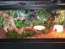 baby ringed python enclosure