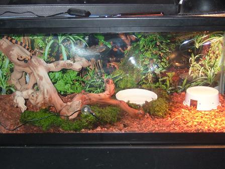 baby ringed python enclosure