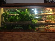 Emerald Tree Boa Pair