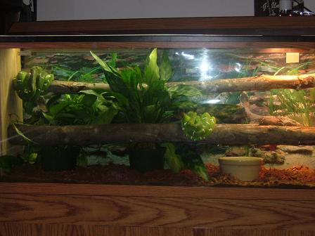 Emerald Tree Boa Pair