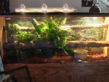 New lights on emerald tree boa cage