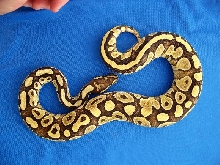 Butter Belly