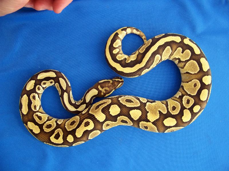 Butter Belly