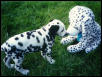 Two dals