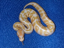 '07 Albino female