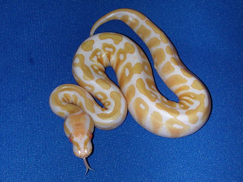 '07 Albino female