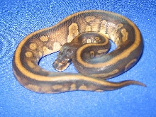 female