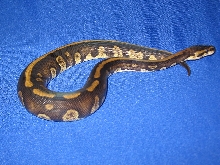 male