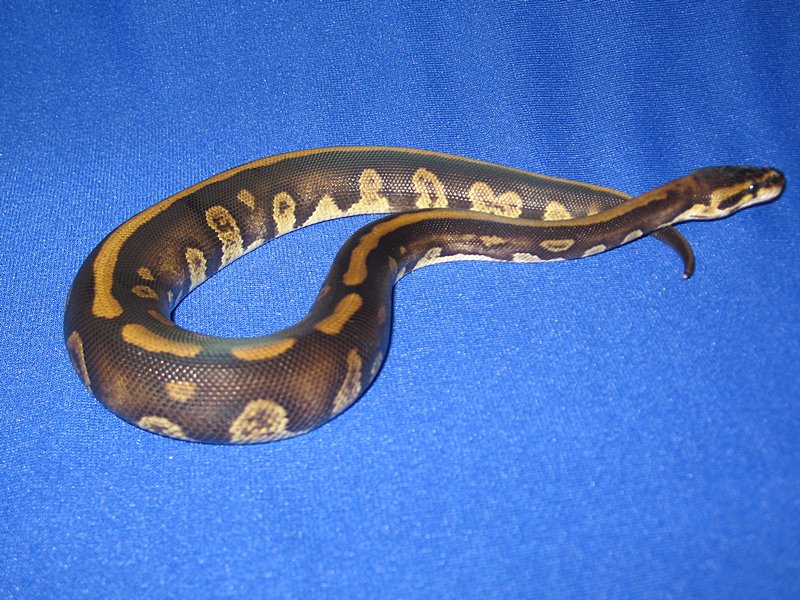 male