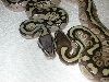 pastel lesser and lesser with stripe
