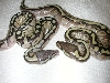 pastel lesser and lesser with stripe