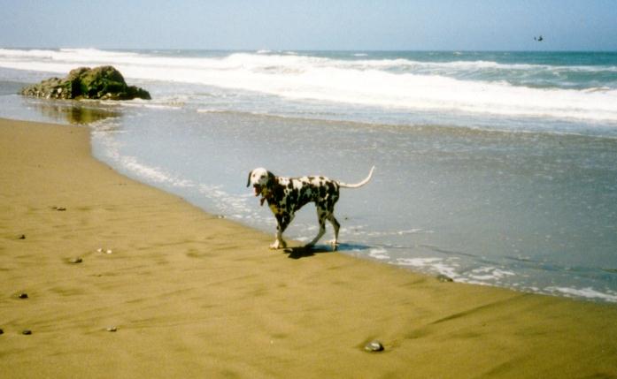 Sherlock at the beach