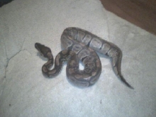 My ball python