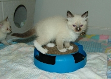 Smudge at 6 weeks