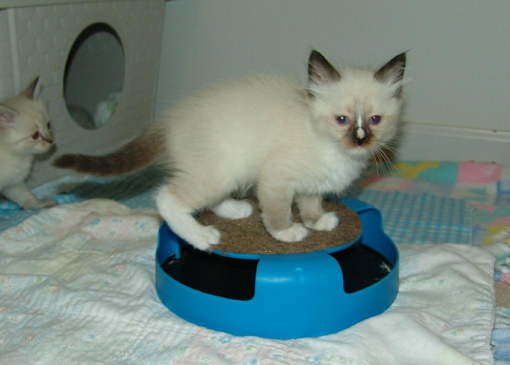 Smudge at 6 weeks