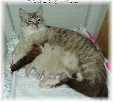 smudge family
