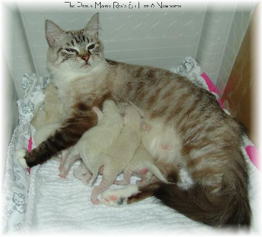 smudge family