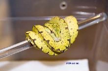 wameniaks gtp-07-06