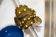 wameniaks gtp-07-08