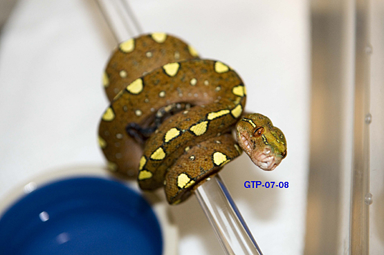 wameniaks gtp-07-08