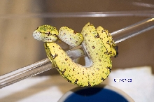 wameniaks gtp-07-09