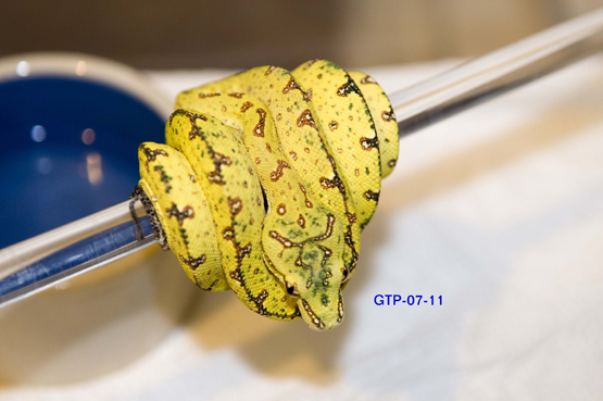 wameniaks gtp-07-11