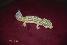 Jungle Bell Albino Leopard Gecko