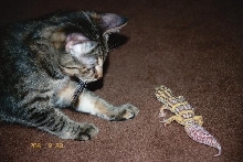 My Jungle Bell and my kitten